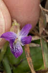 Alpine violet